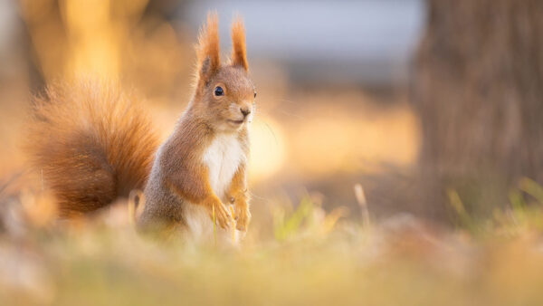 Wallpaper Blur, Squirrel, Bokeh, Fur, Background, Standing