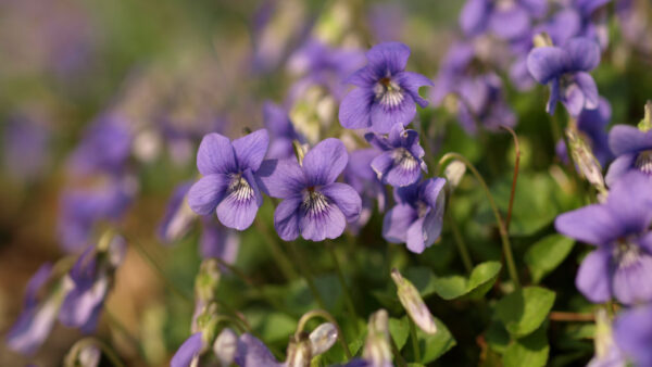 Wallpaper Plants, Background, Flowers, Violets, Petals, Blur, Green, Leaves