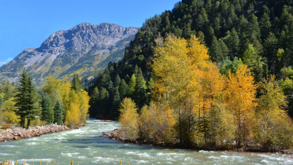 Wallpaper Forest, Bushes, Mountain, Blue, Stream, Slope, Water, Green, Nature, Yellow, River, Background, Sky, Trees