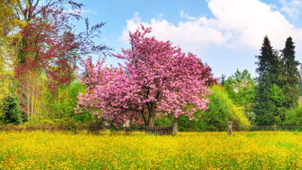 Wallpaper 1080p, HDTV, Tree, Cherry