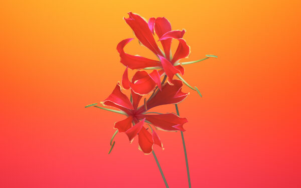 Wallpaper Gloriosa, IOS, Stock, Flower, IPhone