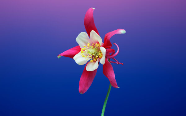 Wallpaper Flower, Aquilegia, Stock, IPhone, IOS