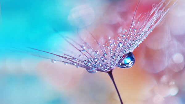 Wallpaper Flower, Dew, Drops