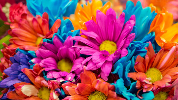 Wallpaper Colorful, Flowers