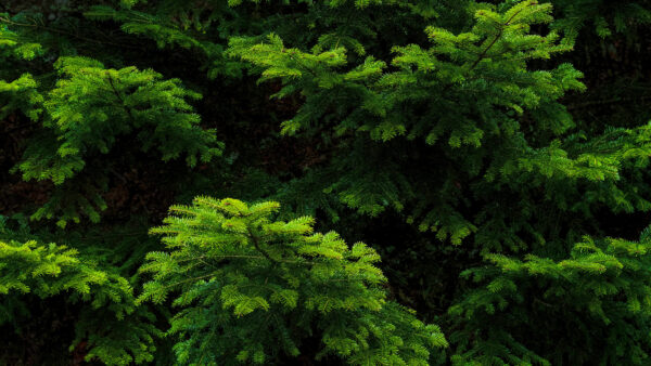 Wallpaper Branches, Pine, Tree