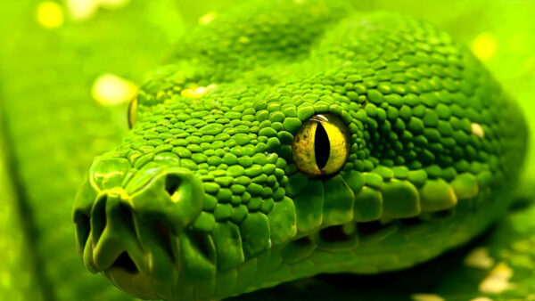 Wallpaper Eye, Snake