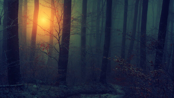 Wallpaper Dark, Sunset, During, Aesthetic, Desktop, Fog, Forest