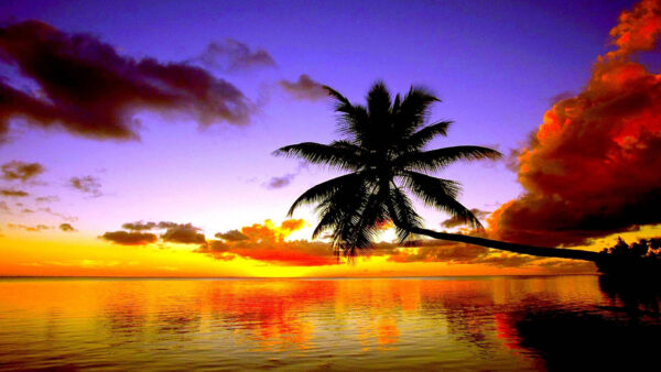 Wallpaper Near, During, Green, Body, Nature, Desktop, Coconut, Leaning, Tree, Sunset, Water