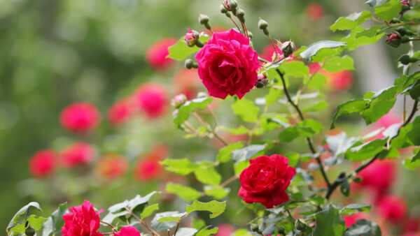 Wallpaper Red, Desktop, Rose, Leaves, With, Mobile, Flowers, Bush