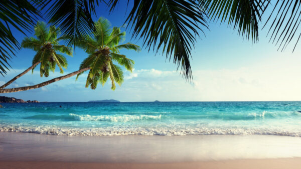 Wallpaper Slanting, Sea, Beautiful, Beach, Coconut, Trees, Waves, And