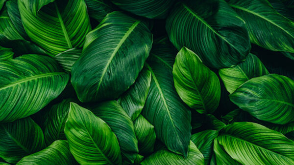 Wallpaper Plant, Leaves, Aesthetic, Closeup, Green, View