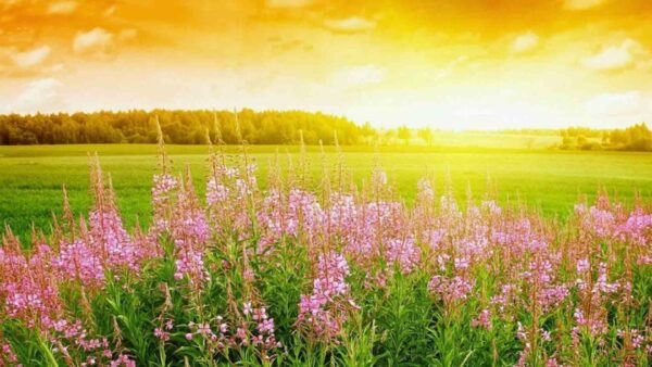 Wallpaper Sunset, Grass, Landscape, During, Field, Plants, Flowers, Desktop, Trees, View, Beautiful, With