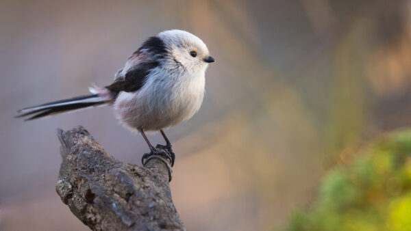 Wallpaper Black, Trunk, Bird, Blur, Background, Standing, White, Birds, Little, Tree, Desktop