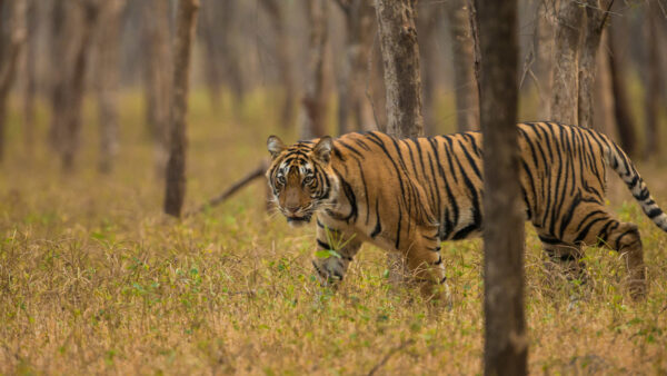 Wallpaper Walking, Daytime, Dry, Animals, Forest, During, Tiger, Desktop, Grass