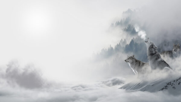 Wallpaper With, Howling, One, Desktop, White, Animals, Wolves, Snow, Three, Animal