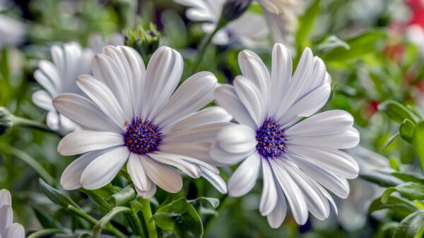 Wallpaper Osteospermum, Blur, White, Background, Flowers, Daisy