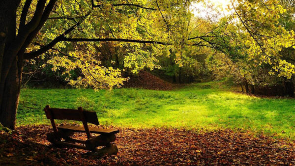 Wallpaper Leaves, Trees, Green, Bench, Wood, Field, Dry, Grass, Forest, Nature