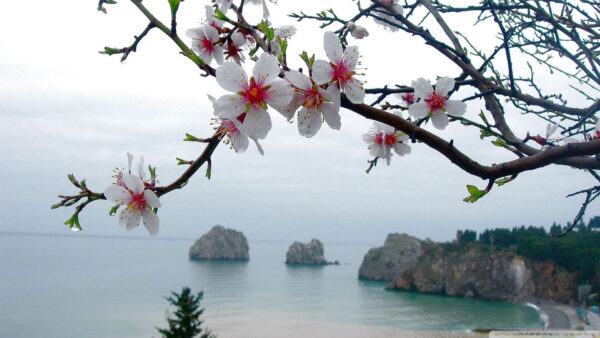 Wallpaper Background, Branches, Sea, Flowers, Blossom, Desktop, White