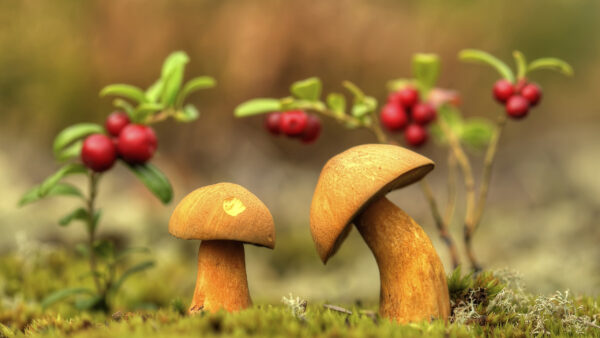 Wallpaper Mushrooms, Beautiful, Nature, Grass, Desktop