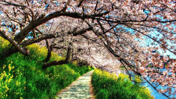 Wallpaper Pink, Blossom, Trees, Green, And, Nature, Path, Grass, Plants, Between, Flowers