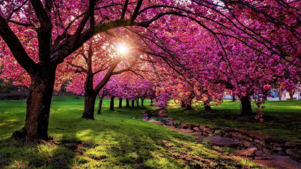 Wallpaper Pink, Branches, Spring, Blossom, Desktop, Sunbeam, With, Flowers