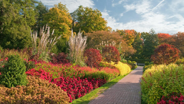 Wallpaper Beautiful, Clouds, Plants, Desktop, White, Garden, Path, Sky, Blue, Nature, Mobile, Under, Between, Flowers, Colorful, Trees