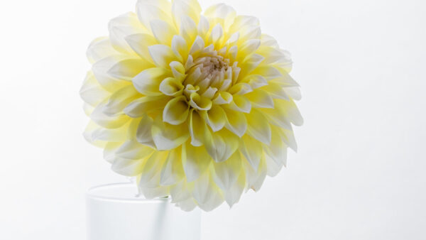 Wallpaper Flower, White, Flowers, Dahlia, Desktop, Background