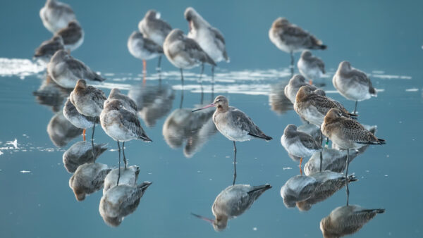 Wallpaper Desktop, Water, Birds, Are, Animals, Standing