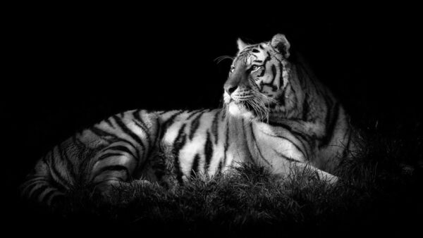 Wallpaper And, Black, White, Background, Photo, Tiger