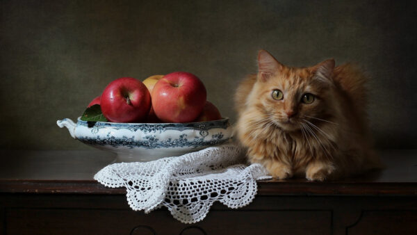 Wallpaper Cat, Near, Sitting, Cats, Brown, Fruit, Bowl, Desktop, Wooden, Table