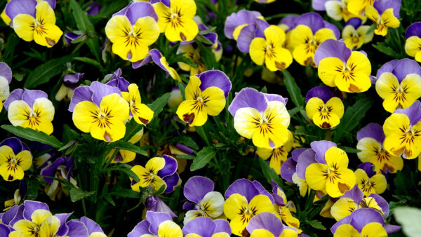 Wallpaper Mobile, Petals, Violet, Flowers, Desktop, Viola, Yellow