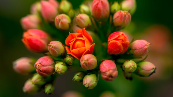 Wallpaper Buds, Blur, Orange, Background, Flowers, Pink