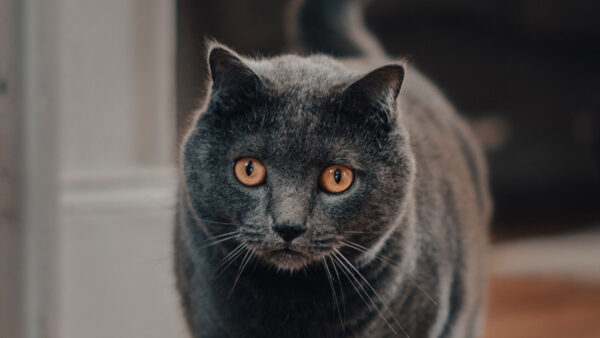 Wallpaper Cat, Stare, Dark, Black, With, Look