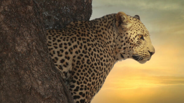 Wallpaper Background, Standing, Tree, Leopard, Between, Sky, Trunk, Yellow, Blue