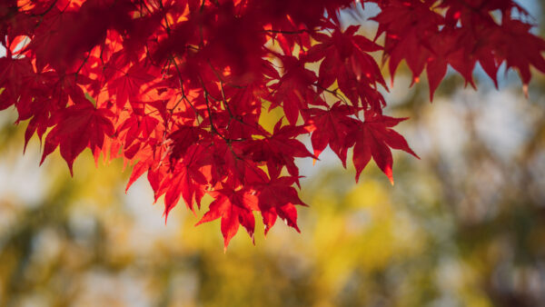 Wallpaper Branches, Blur, Red, Leaves, Photography, Tree, Background, Desktop, Bokeh, Maple, Mobile