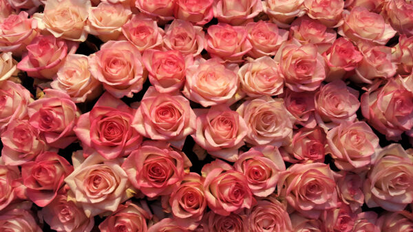 Wallpaper Rose, Pink, Flowers, Bunch