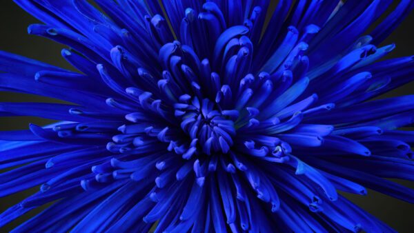 Wallpaper Flower, View, Blue, Closeup, Photography, Petals