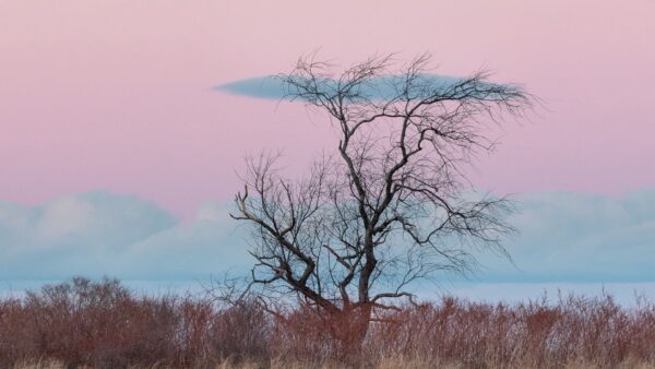 Wallpaper Horizon, Under, Tree, Sky, Minimalist, Pink