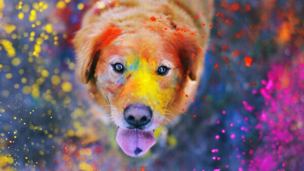 Wallpaper Colorful, Dog, Powders, With