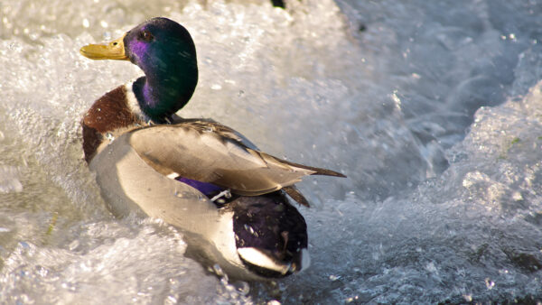 Wallpaper Yellow, Birds, Duck, White, Beak, Purple, Water, Floating