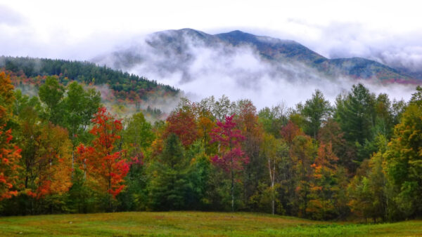 Wallpaper Background, Leafed, Trees, White, Autumn, With, Colorful, Fog, Mist, Scenery, Clouds, Mountains, Slope, Spring