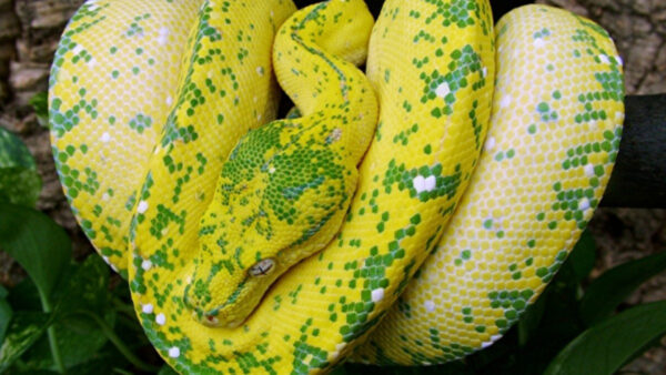Wallpaper Green, View, Python, Yellow, Closeup, Tree, Snake, Branch