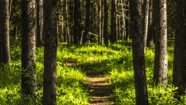 Wallpaper Between, Path, Grass, Bushes, Background, Trees, Forest, Plants, Green