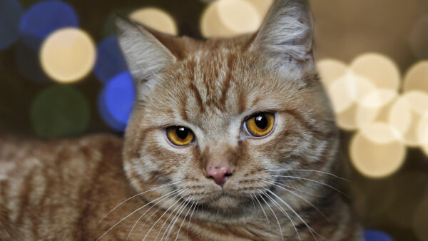 Wallpaper Light, Yellow, White, Desktop, Bokeh, Cat, Eyes, Brown, Background