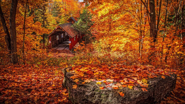 Wallpaper Leaves, And, Trees, House, Fall, Green, Background, Forest, Wood, Nature, Yellow, Beautiful, Autumn, Red