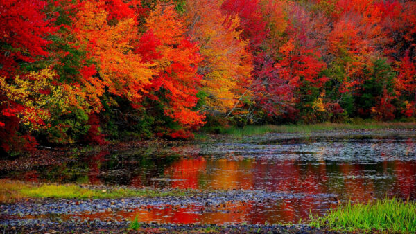 Wallpaper Autumn, Fall, Leaves, Lake, Colorful, Beautiful, Reflection, Trees
