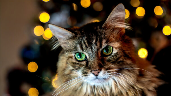 Wallpaper Lights, Background, Green, Closeup, Black, Brown, Yellow, View, Cat, Eyes, Bokeh