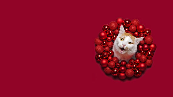 Wallpaper Balls, Decorative, Cat, Around, Christmas