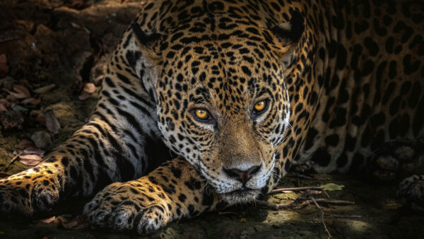 Wallpaper Jaguar, Ground, Down, Look, With, Lying, Stare