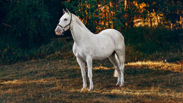 Wallpaper Background, Grass, White, Plants, Standing, Bokeh, Green, Horse